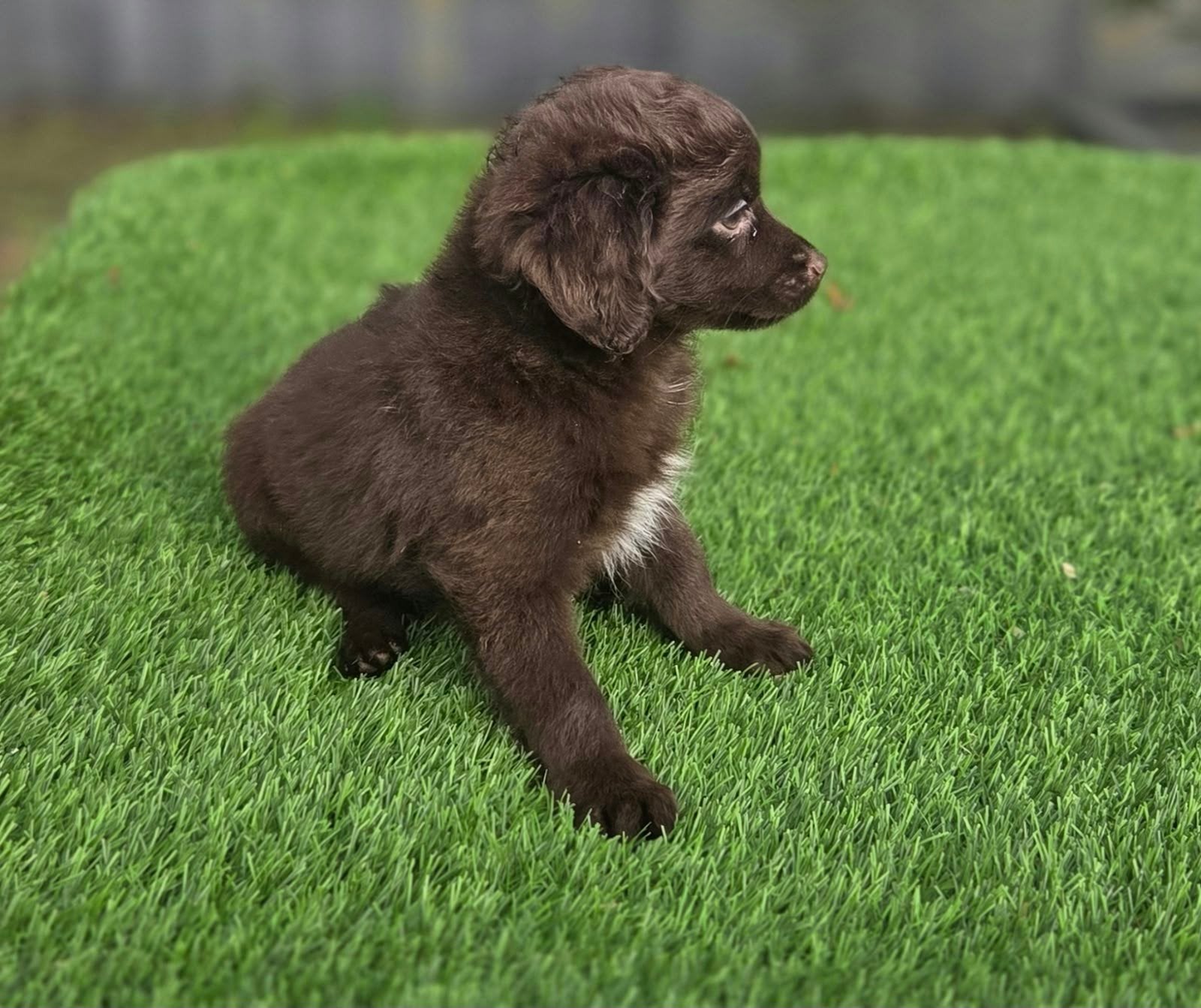 te koop Maltipoo x Boomer, Parvo, Nederland, 8 tot 15 weken, Teef
