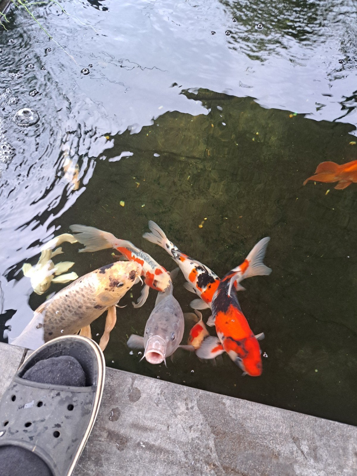 buterfly koi.s, Dieren en Toebehoren