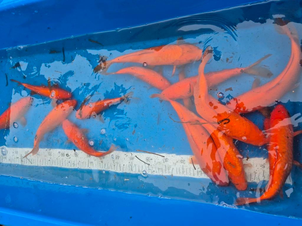 Red karashigoi,  super strak., Dieren en Toebehoren, Vissen | Vijvervissen, Karper of Koi
