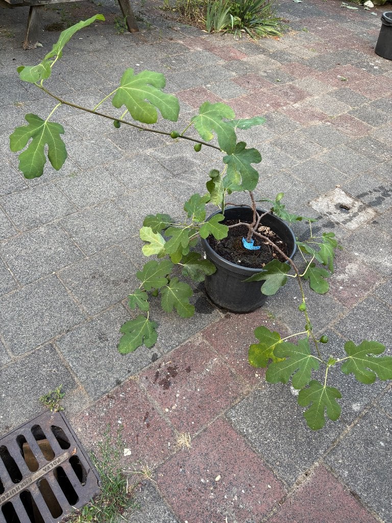Vijg Ficus carica 'Firoma', Bloeit niet, Overige soorten, Minder dan 100 cm, Ophalen