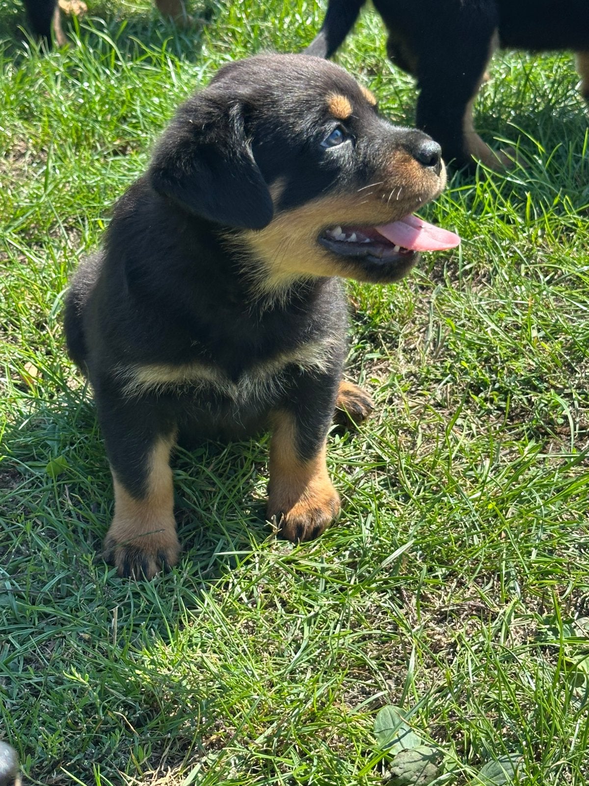 Rottweiler pups, Parvo, 8 tot 15 weken, Meerdere, Meerdere dieren