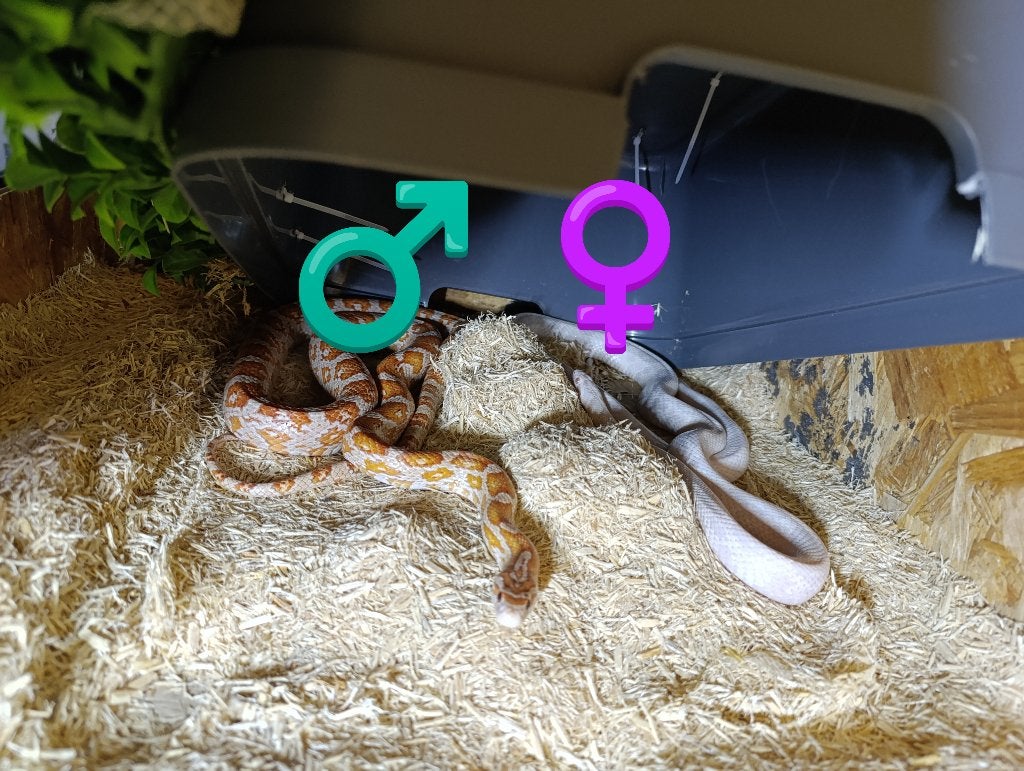 Rattenslang inc. Bak en toebehoren Rat Snake photo 3