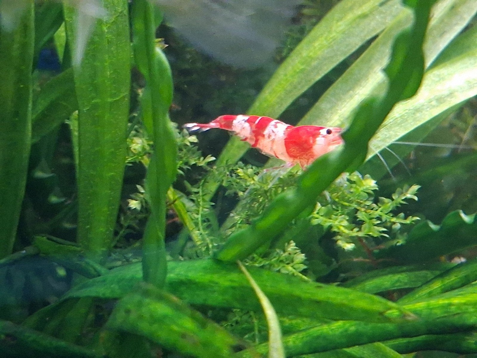 Garnalen Crystal red, Dieren en Toebehoren, Vissen | Aquariumvissen, Kreeft, Krab of Garnaal