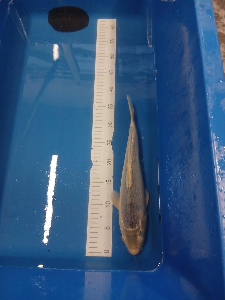 asagi 35 cm (euro koi), Dieren en Toebehoren, Vissen | Vijvervissen, Karper of Koi