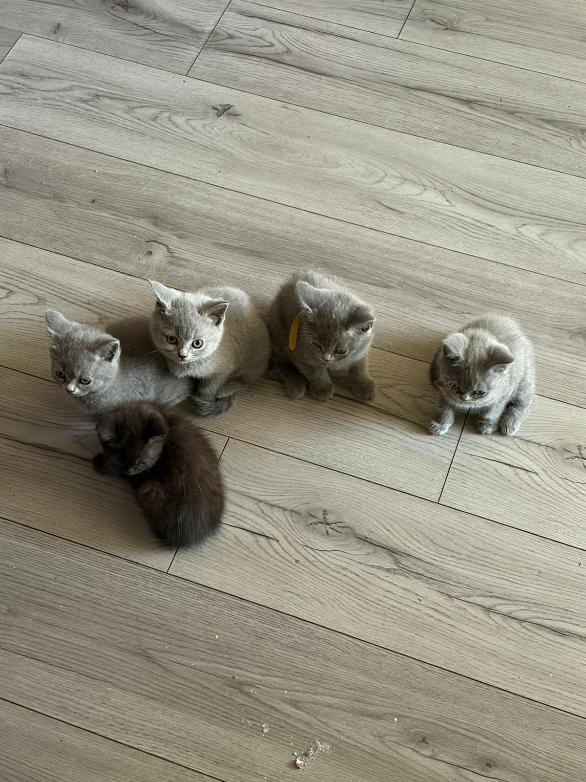 Britse korthaar kittens, Meerdere dieren, Kortharig, 0 tot 2 jaar