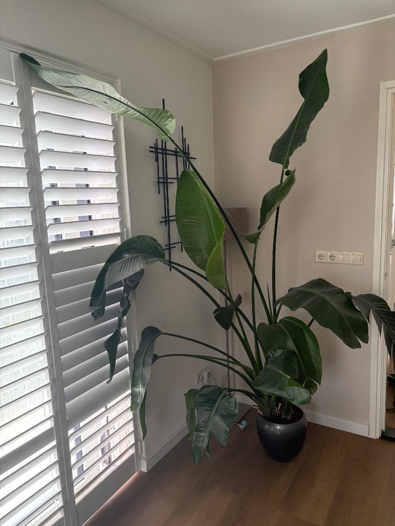Grote Strelitzia Nicolai, Ophalen, 200 cm of meer, Halfschaduw, In pot