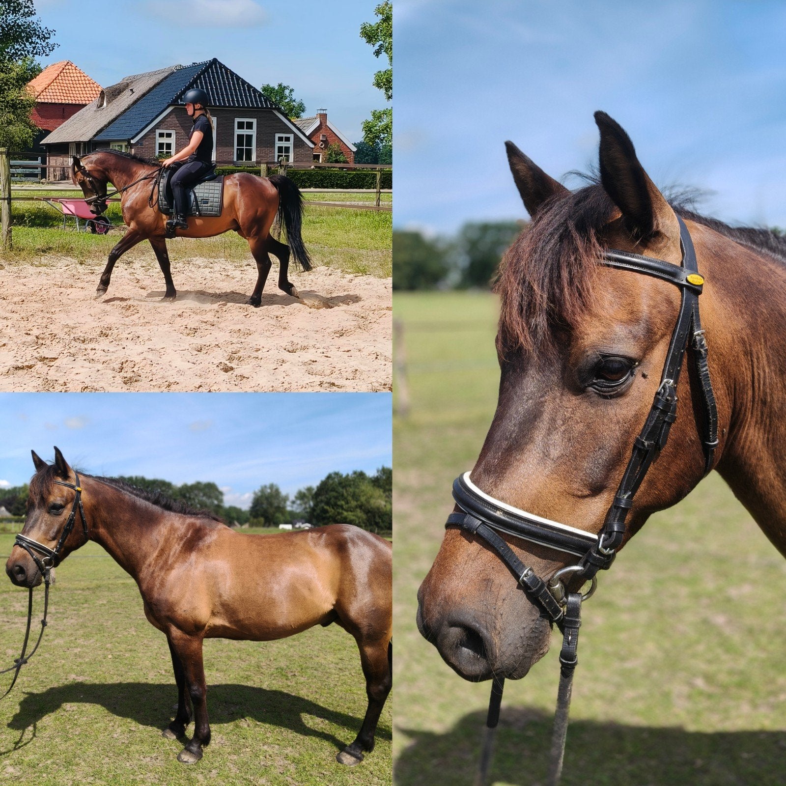 🇳🇱 D-pony ruin📏1.44 m 6 jaar Leergierig & werkwillig☘️, Dieren en Toebehoren, Pony's, Gechipt, B, Ruin, 3 tot 6 jaar