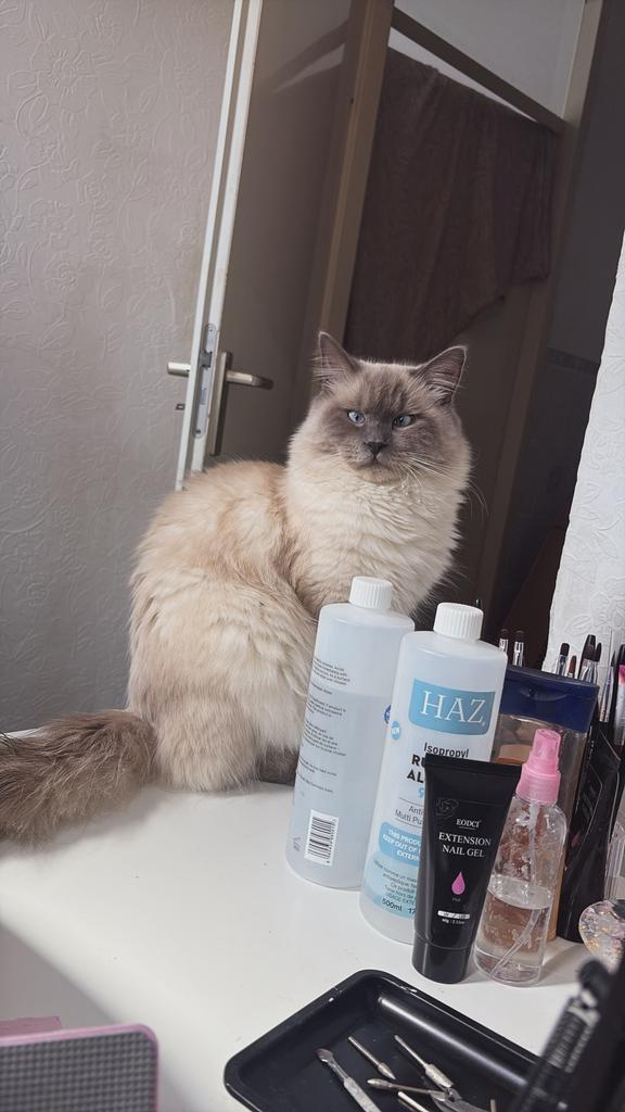 Ragdoll blue point dekkater NIET TE KOOP, Dieren en Toebehoren, Katten en Kittens | Dekkaters, 0 tot 2 jaar