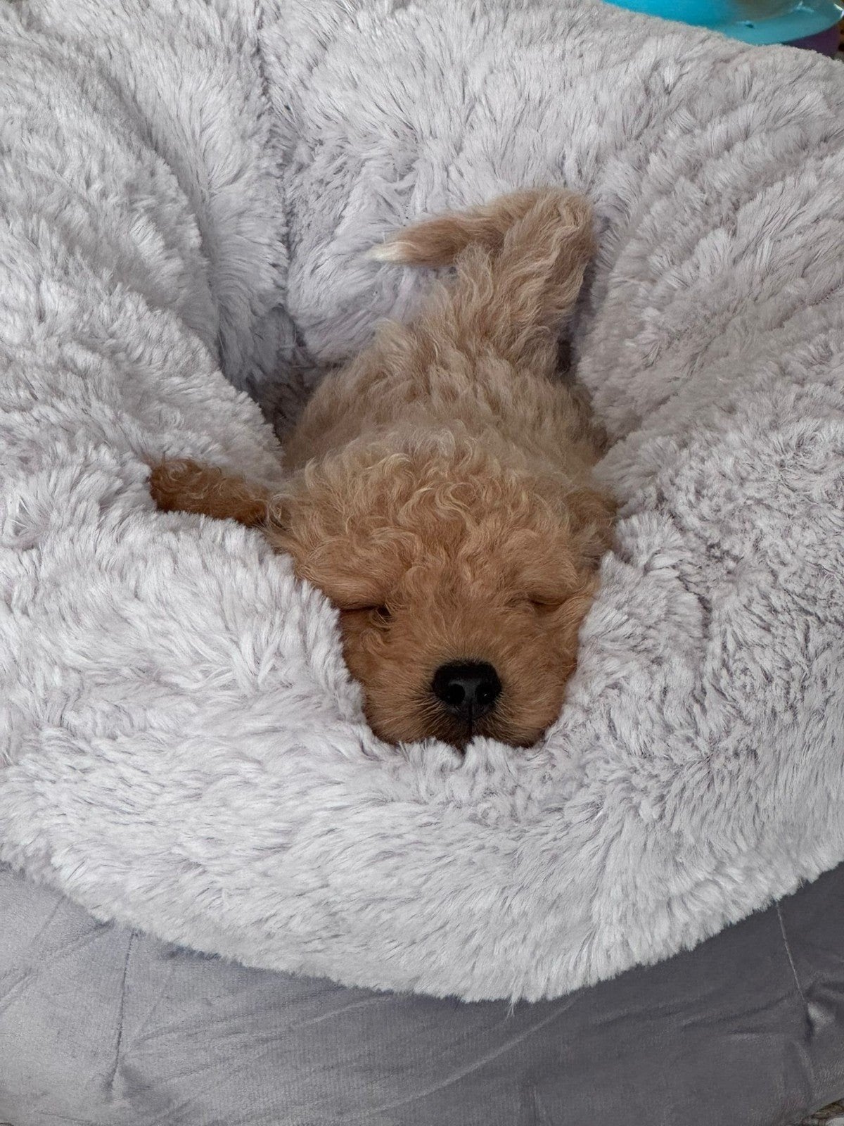 Maltipoo puppy teefje, Dieren en Toebehoren, Honden | Chihuahua's en Gezelschapshonden, Overige rassen, 8 tot 15 weken, Meerdere