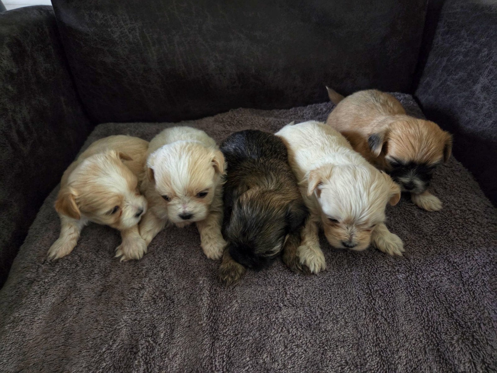 Kleinblijvende boomer(Shih-Tzu  Maltezer)pups (4 weken oud), Dieren en Toebehoren, Honden | Niet-rashonden, 8 tot 15 weken, Parvo