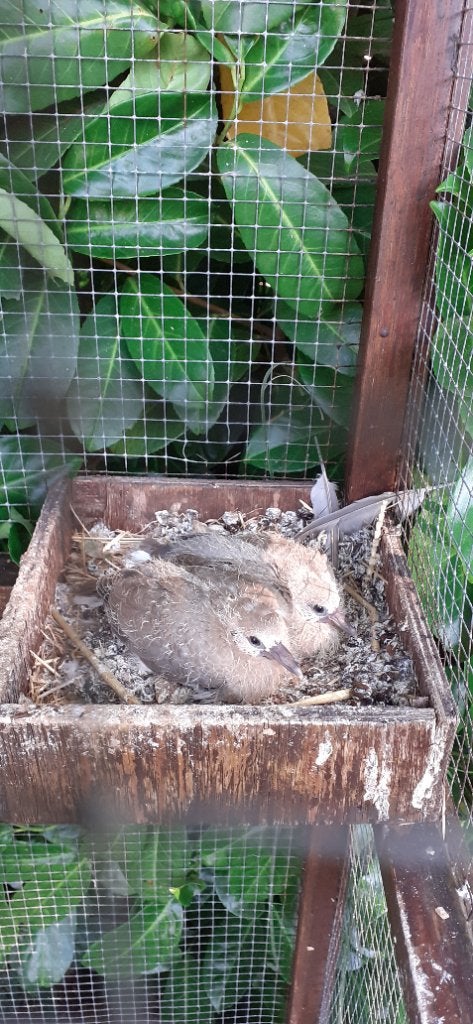 Te koop 2 duiven piepers, Dieren en Toebehoren, Vogels | Duiven, Geslacht onbekend, Tortelduif