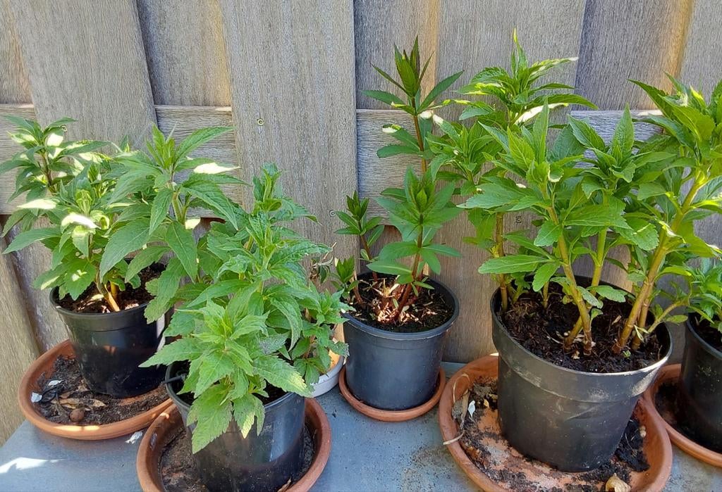 Leverkruid / koninginnenkruid Eupatorium, Volle zon, Vaste plant, Zomer, Ophalen