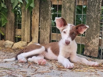 ACE: Azul wacht nu op een warme thuis, Particulier, Reu, 8 tot 15 weken, Buitenland