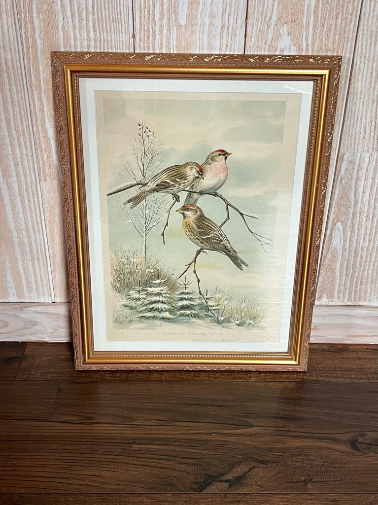 Antieke litho prent van vogels barmsijs vinken Knezourek, Antiek en Kunst, Verzenden