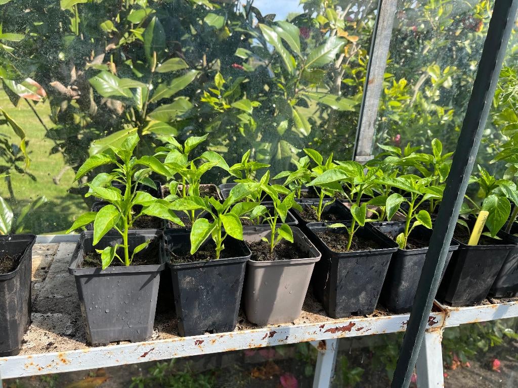 Paprika planten rood, Tuin en Terras, Planten | Tuinplanten, Ophalen, Volle zon, Groenteplanten, Eenjarig