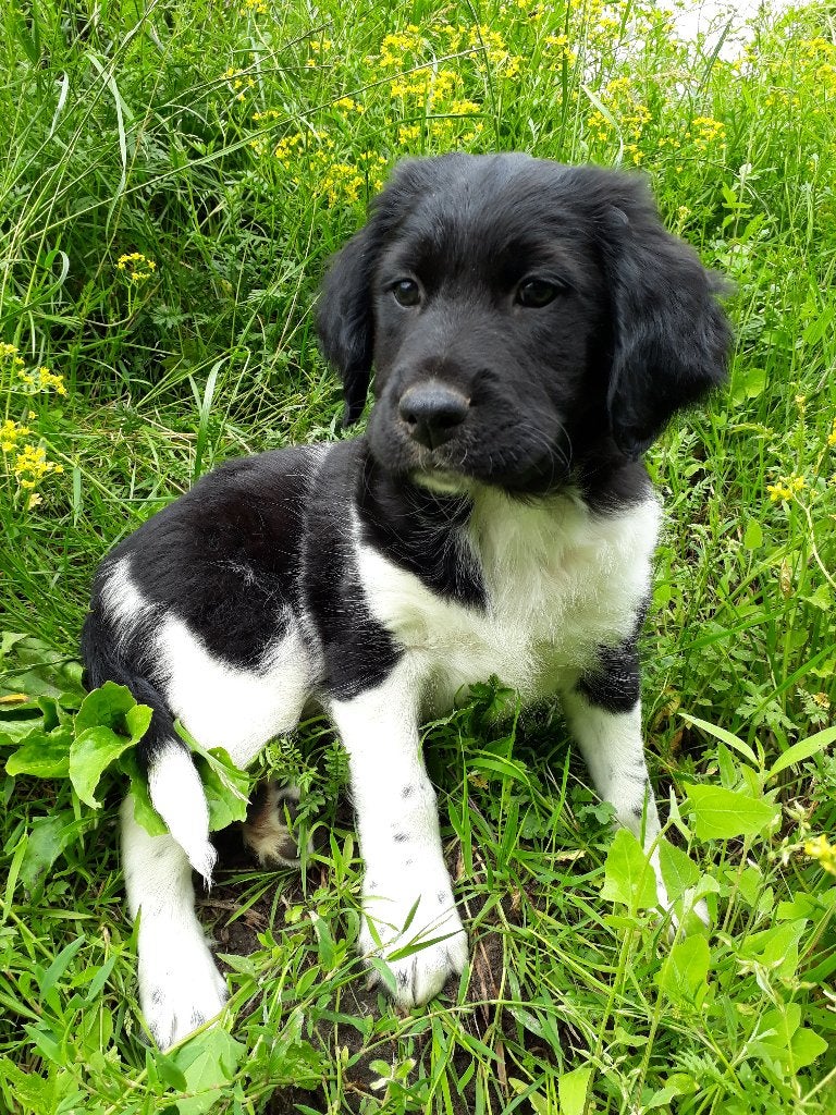 Ras zuivere Friese Stabij pups ( reutjes), Parvo, Overige rassen, 8 tot 15 weken, Meerdere