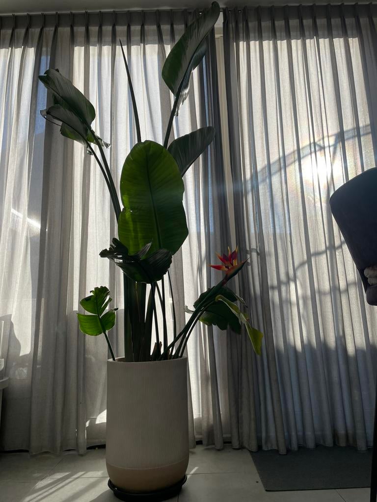 Strelitzia nicolai(met pot), Huis en Inrichting, Kamerplanten, Ophalen, Halfschaduw, Minder dan 100 cm