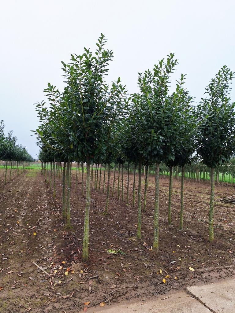Prunus Laurier Novita Boom ❗️🌳 Groenblijvende Laurier 🌳❗️, Tuin en Terras, Planten | Bomen, Ophalen