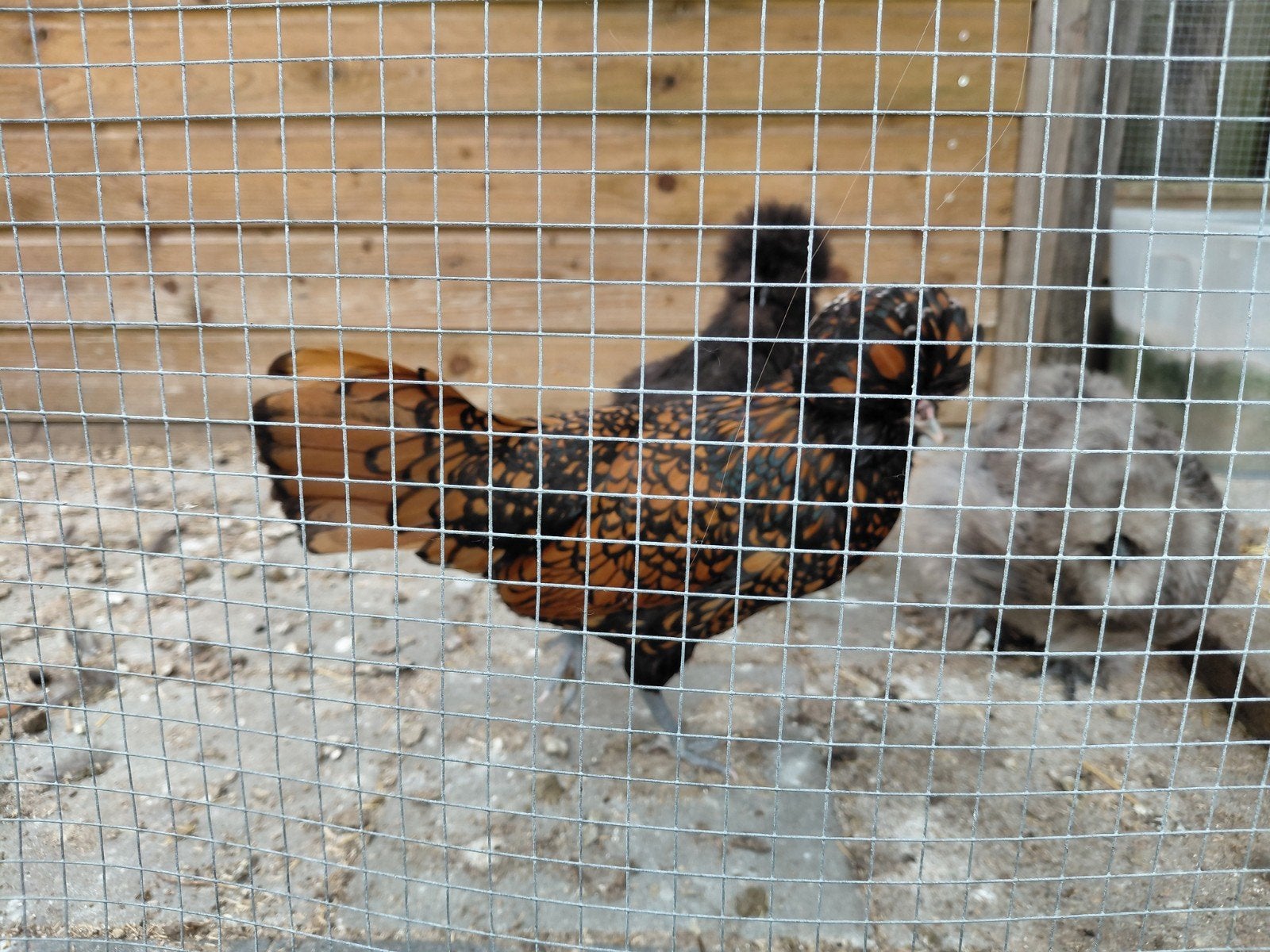 1x Hollandse kuif hoen hen, 2x kuiken, Dieren en Toebehoren, Vrouwelijk, Kip