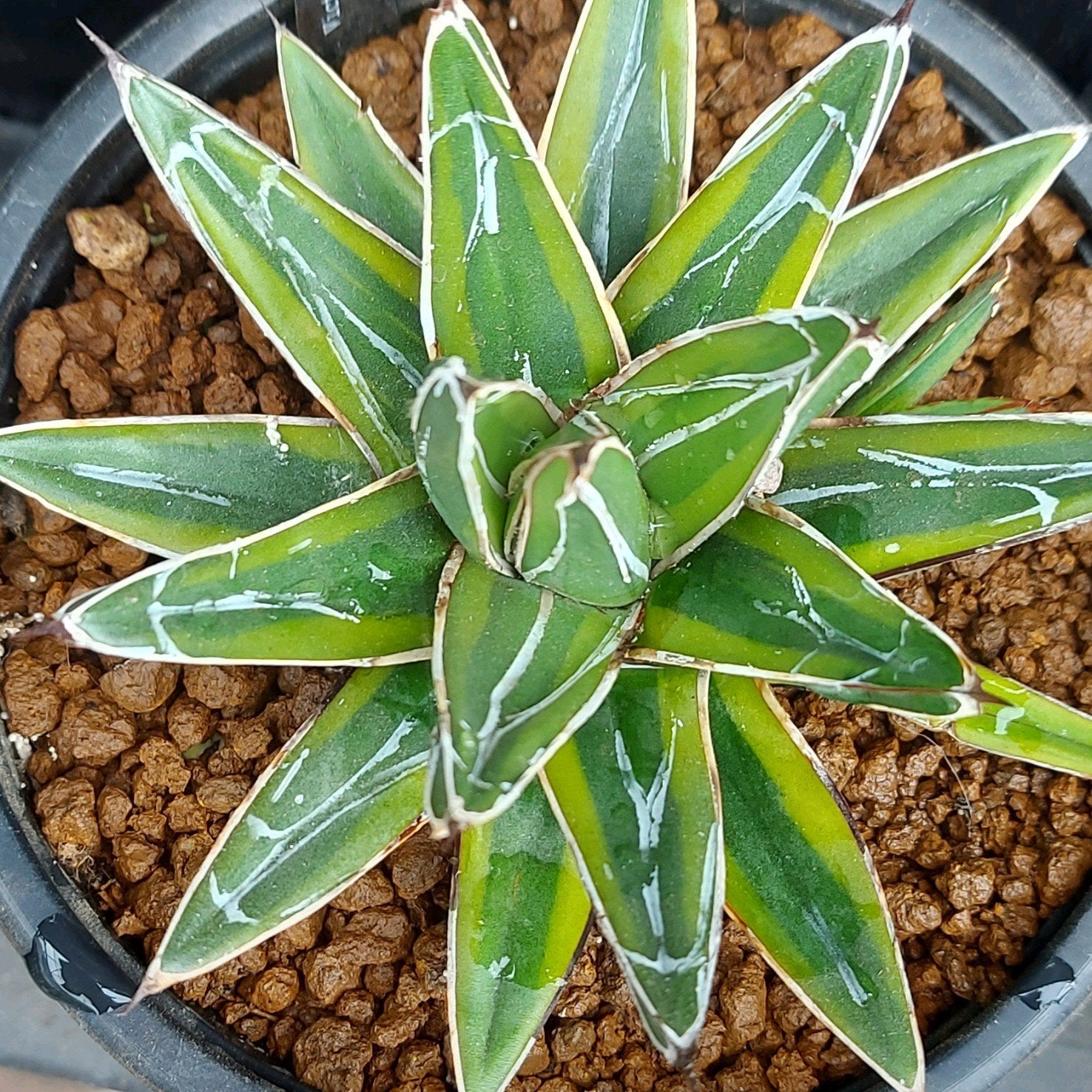 Agave Victoriae Reginae "Golden Princess", Ophalen of Verzenden, Bloeit niet, Overige soorten, Volle zon