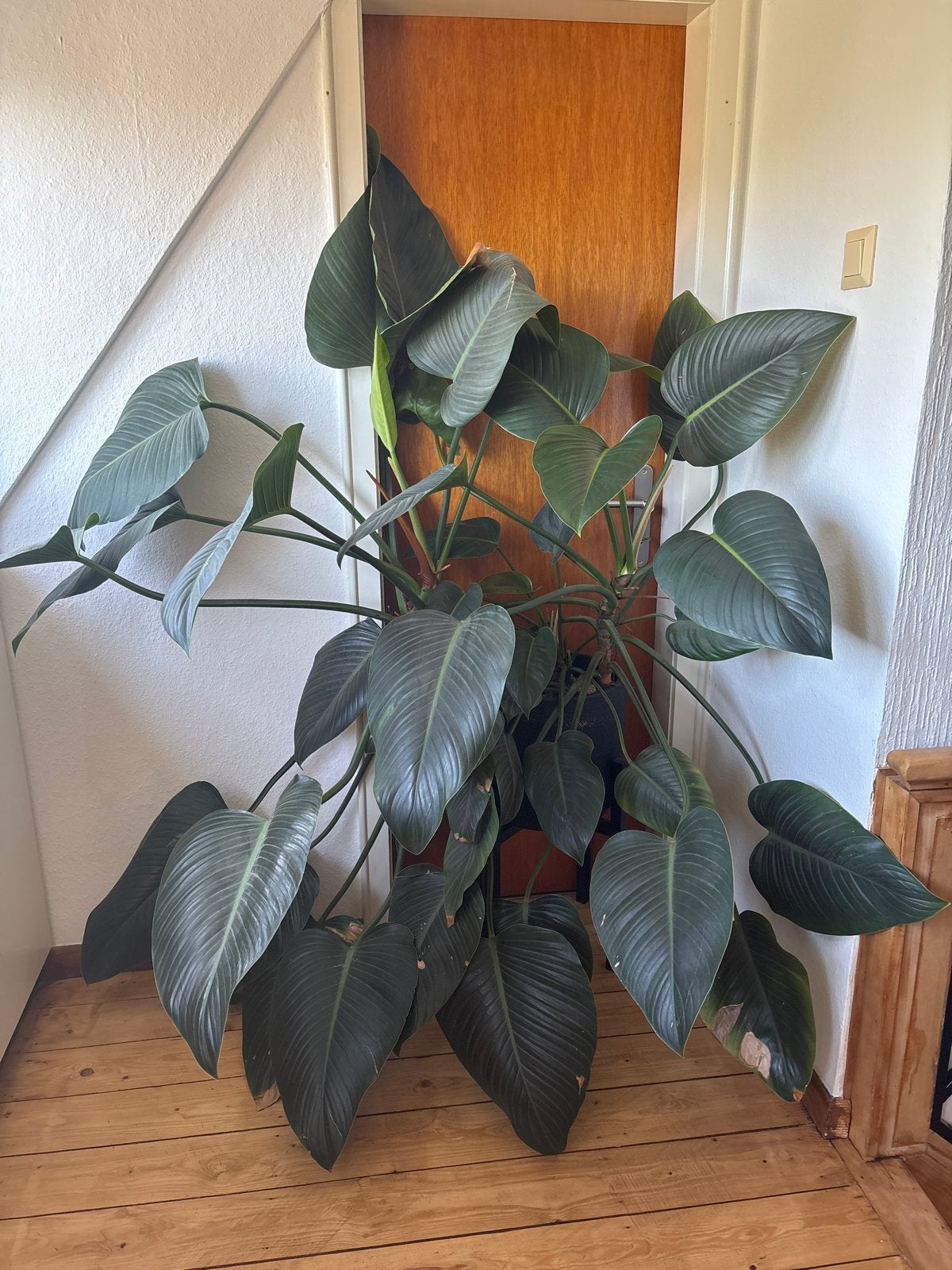 Grote kamerplant, Huis en Inrichting, Ophalen, Overige soorten, Halfschaduw, In pot