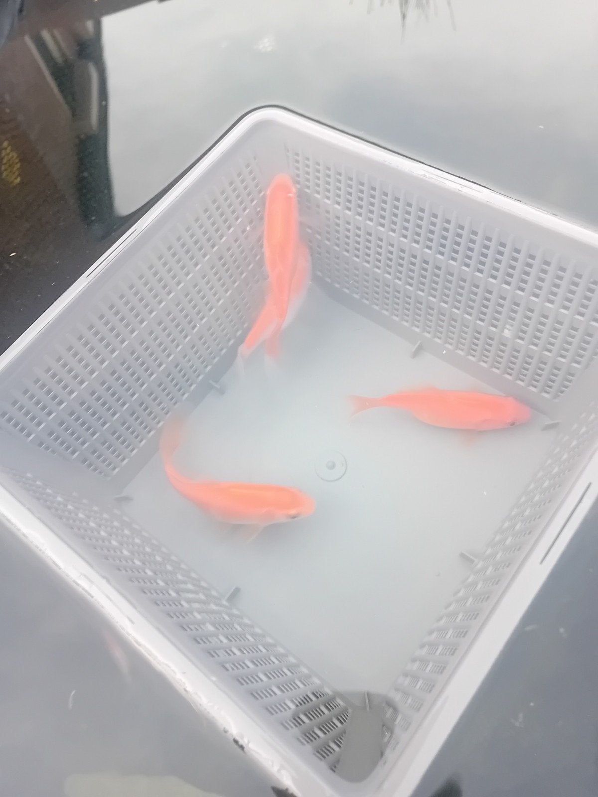 4 Goudvissen, Dieren en Toebehoren, Goudvis(sen)