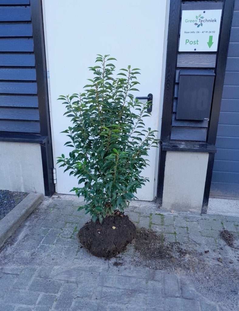 ACTIE!!! Prunus lusitanica 'Angustifolia' 100/120 €13,50, Tuin en Terras, Ophalen of Verzenden, Laurier, Haag, 100 tot 250 cm