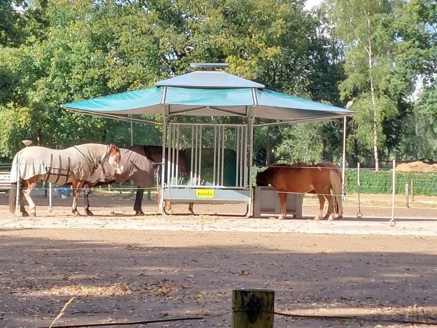 Stalling vrij strak aan het bos (veenhuizerveld) Putten, Stalling, 2 of 3 paarden of pony's