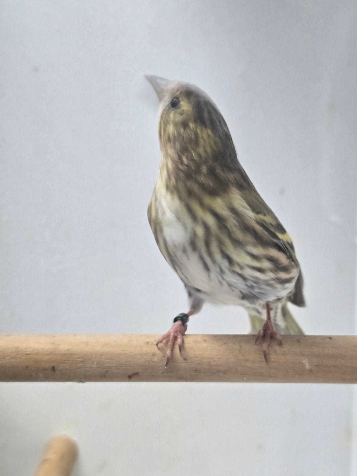 europese sijs poppen, Vrouwelijk, Wildzangvogel, Geringd