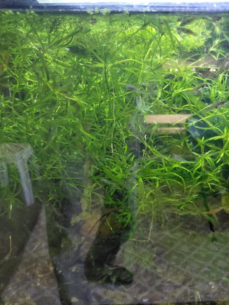 Najas, Dieren en Toebehoren, Vissen | Aquaria en Toebehoren, Ophalen, Plant(en), Steen of Hout