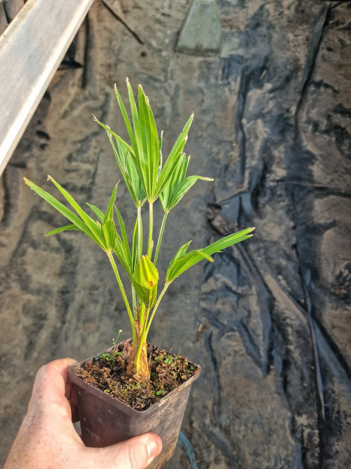 Trachycarpus wagerianus - Winterharde Palmboom, Ophalen of Verzenden, Bloeit niet, Overige soorten, Volle zon