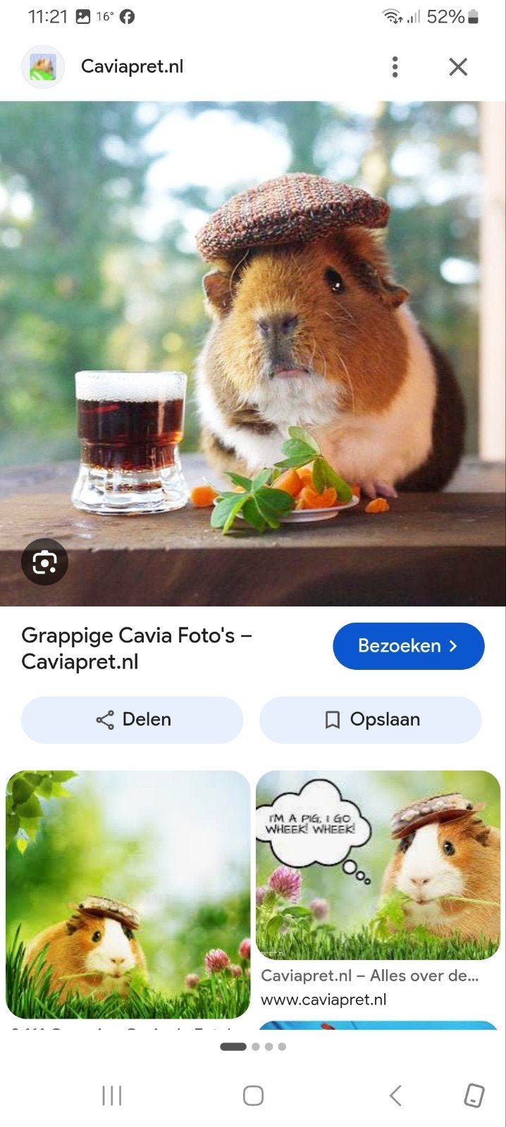 wij zoeken voor 5 caviavrouwtjes een verblijf waar wij ook m, Maart, Vrouwelijk