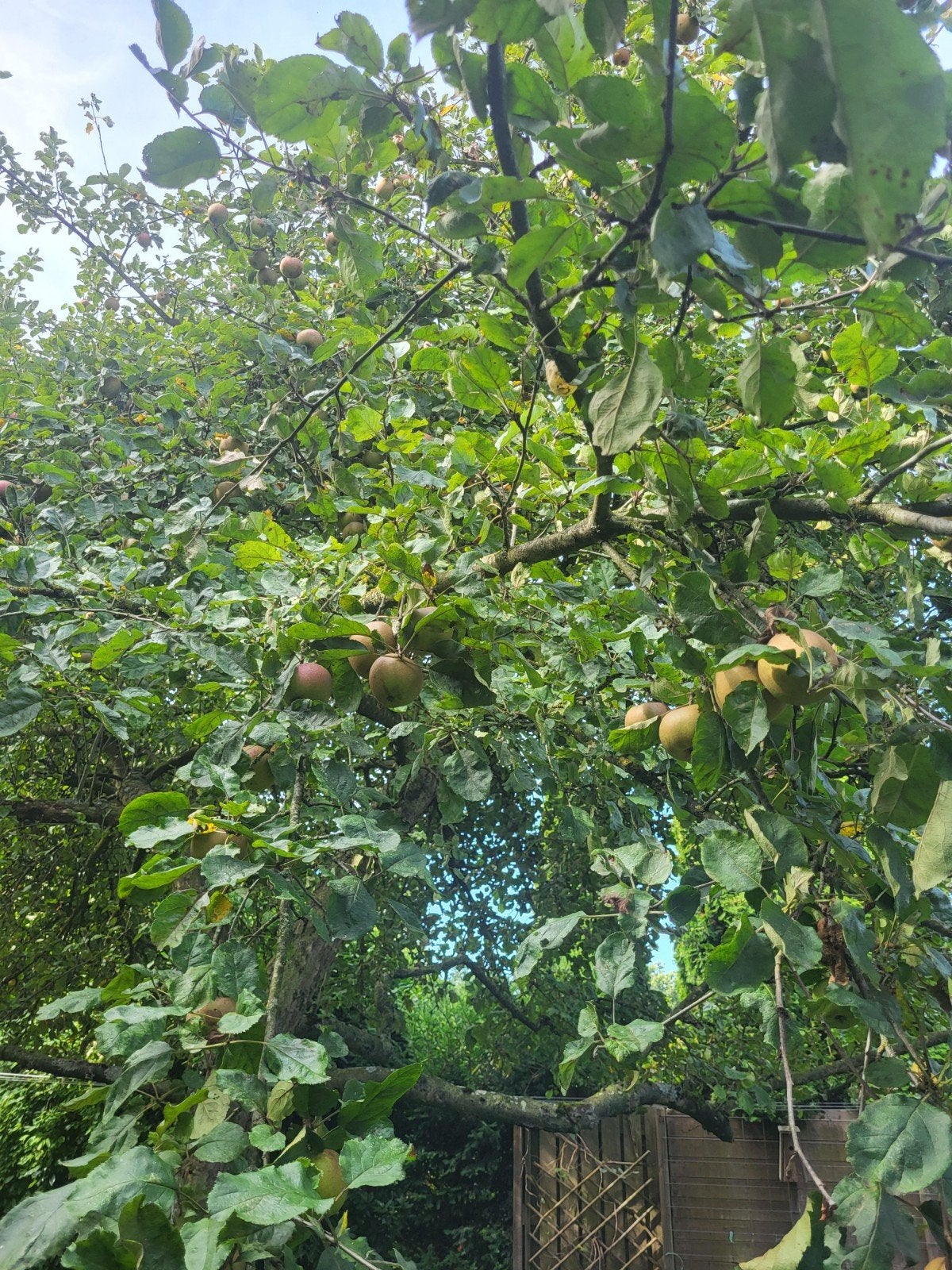 Gratis appels en rode druiven plukken en ophalen, Ophalen