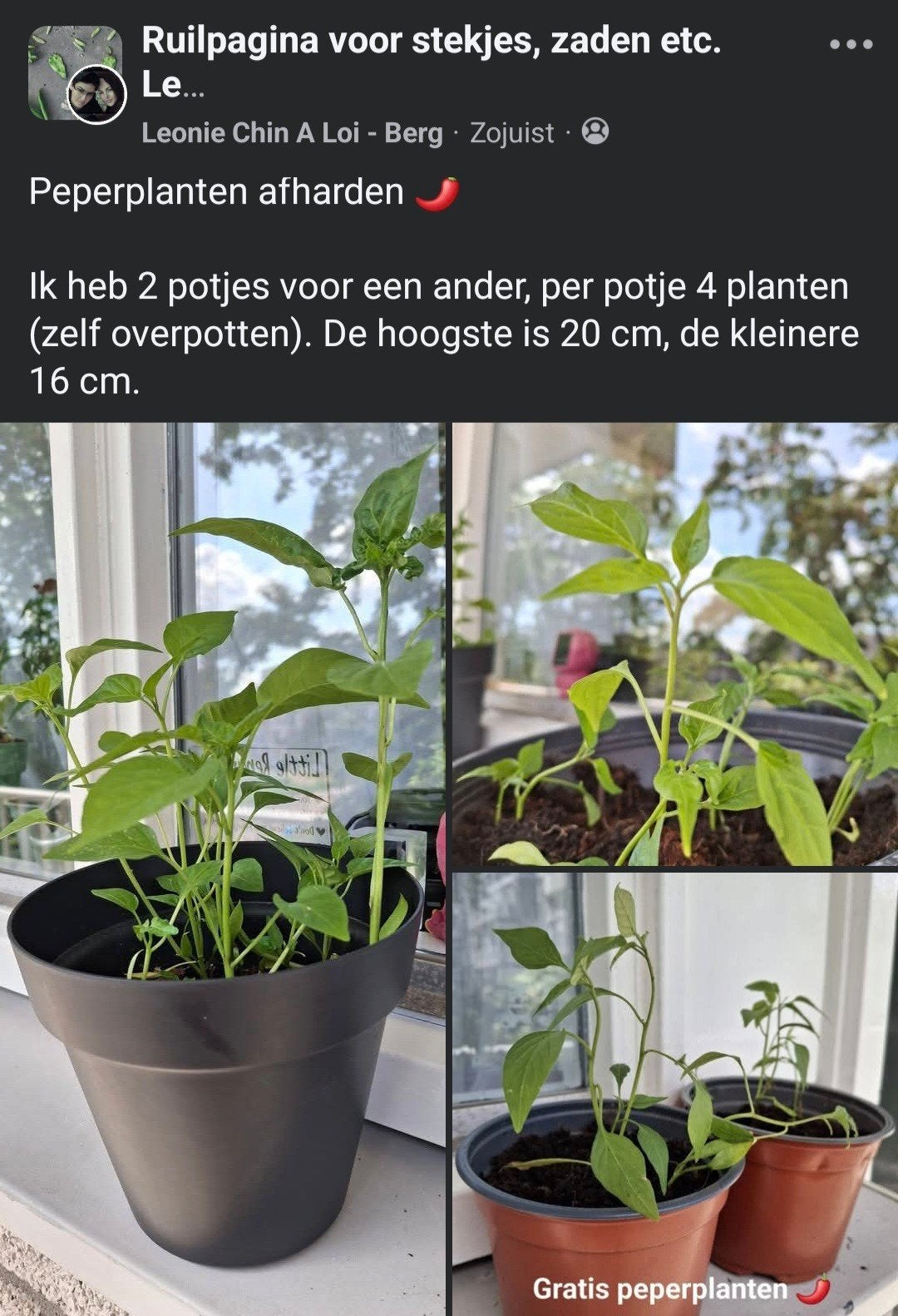 Peperplantjes... word je lid van mijn leuke ruilgroep?, Huis en Inrichting, Kamerplanten, Ophalen, Groenteplant, Halfschaduw, Minder dan 100 cm