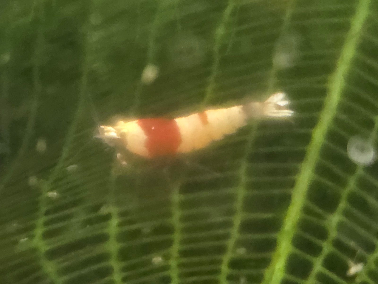Crystal red prl garnalen