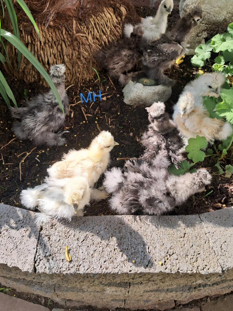 Zijdehoender usa 5 week zijdehoender broedeieren, Dieren en Toebehoren, Pluimvee, Geslacht onbekend, Kip