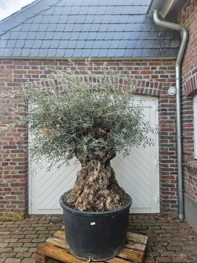 25% KORING OP DEZE OUDE DIKKE KNOESTIGE OLIJFBOOM, Halfschaduw, 100 tot 250 cm, Olijfboom, Zomer