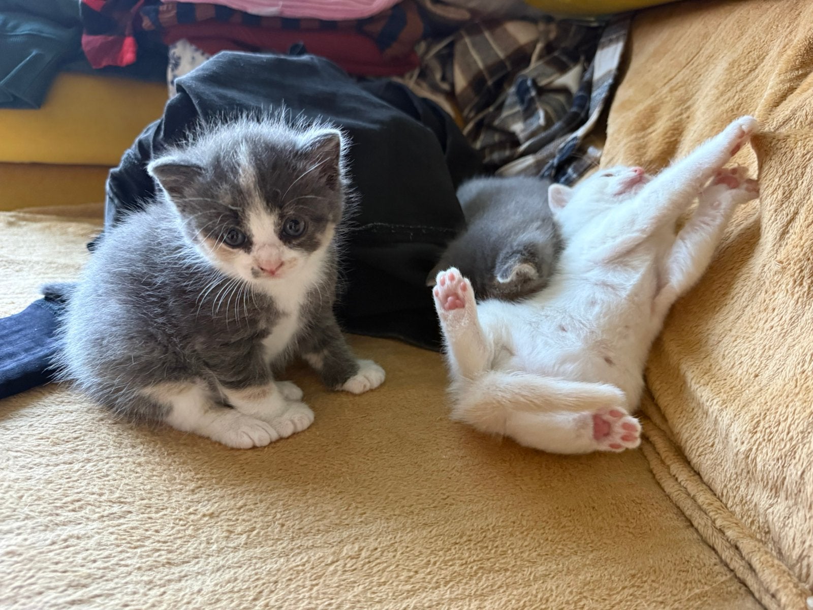 Lieve kittens zoeken een nieuw thuis! ️, Meerdere dieren