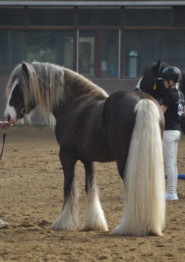 Ter dekking kampioen Irish cob Silver dapple met vos gen, Dieren en Toebehoren, Paarden en Pony's | Overige Paardenspullen, Nieuw