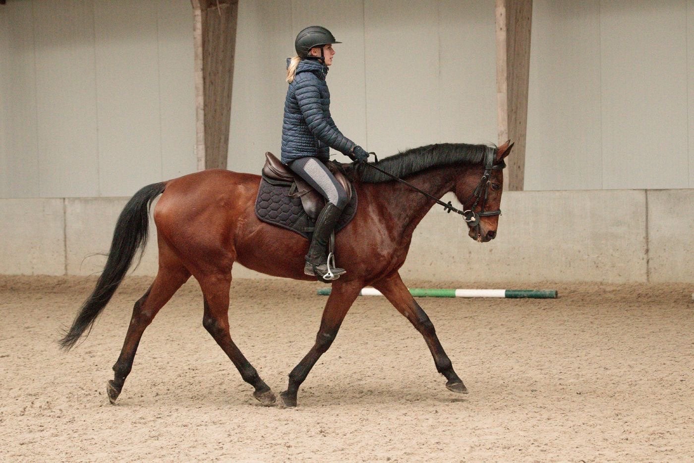 Vriendelijke 16 jarige ruin te koop, Gechipt, B, Ruin, 160 tot 165 cm