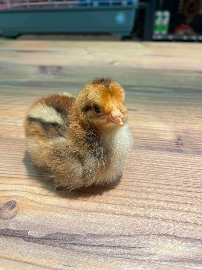 Kleurenlegger kuikens te koop, Meerdere dieren, Kip