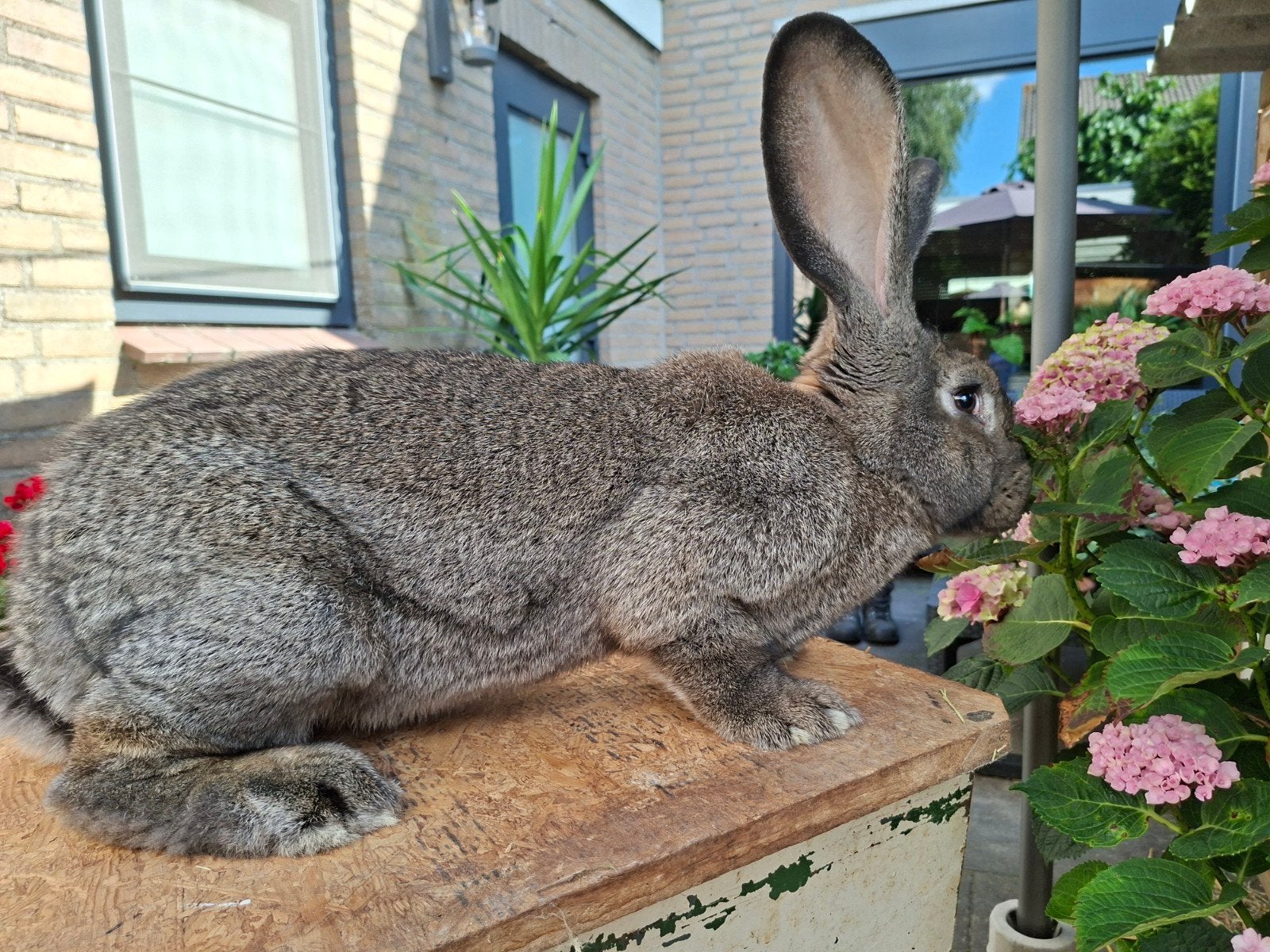 Duitse Reus voedster te koop, Dieren en Toebehoren, Vrouwelijk, Groot