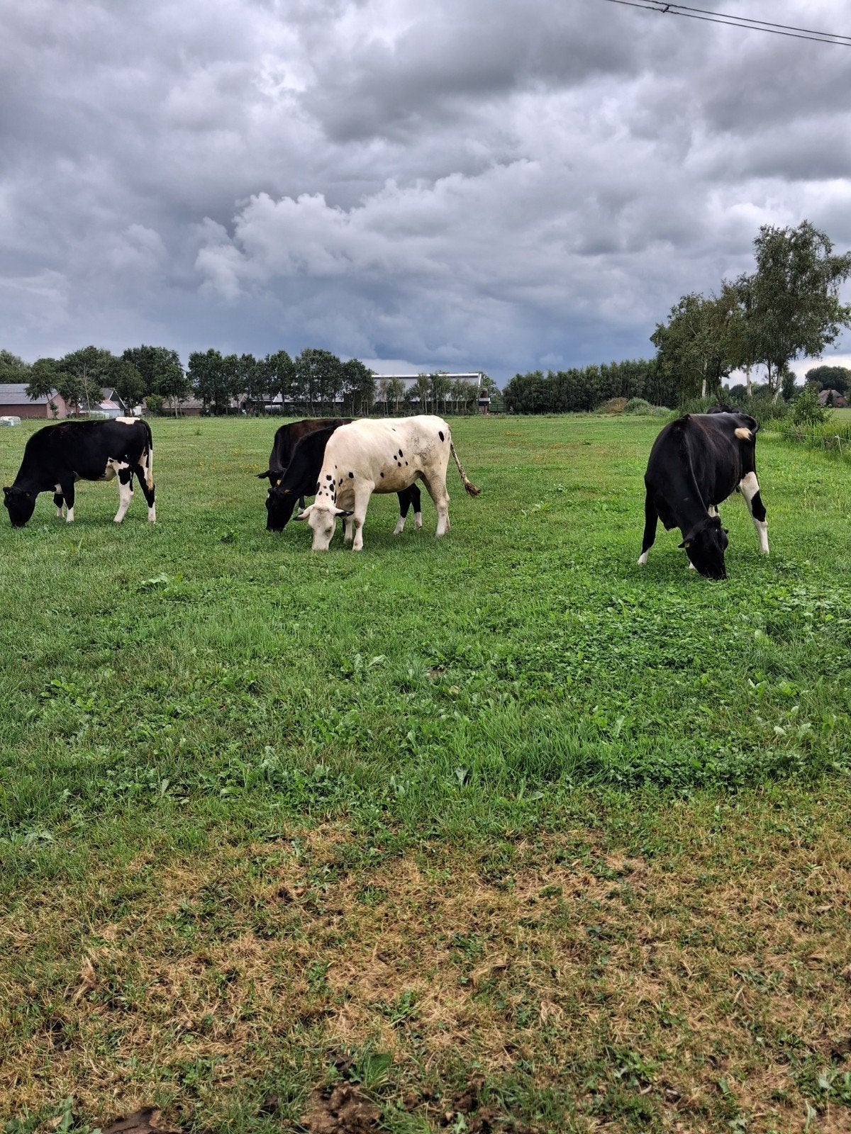 pinken, Dieren en Toebehoren
