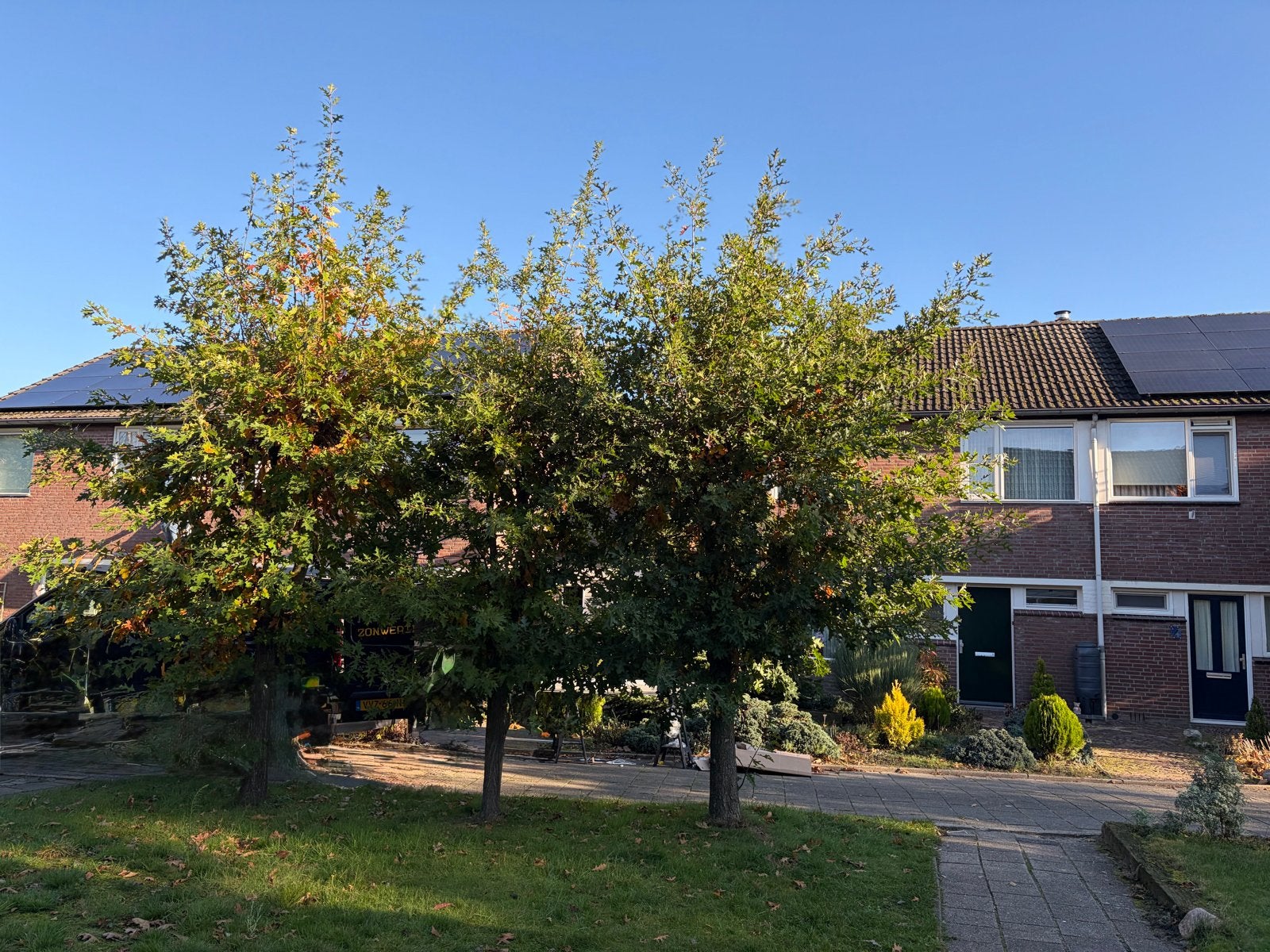 Gratis: Drie prachtige, gezonde leibomen (zelf verwijderen), Volle zon, Herfst, Leiboom, Ophalen of Verzenden