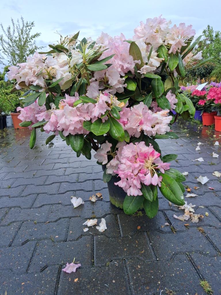 Rhododendron 'Silberwolke' - Prachtige Roze Bloemen, Vaste plant, Halfschaduw, Lente, Ophalen