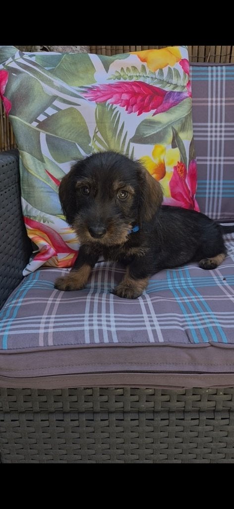 Ruwharige dwergteckel puppy's, 8 tot 15 weken, Dwerg, Meerdere, Meerdere dieren