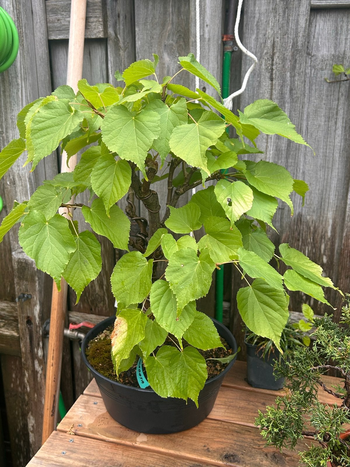 Bonsai boom - Lindeboom, Tuin en Terras, Vaste plant, Halfschaduw, Zomer, Ophalen