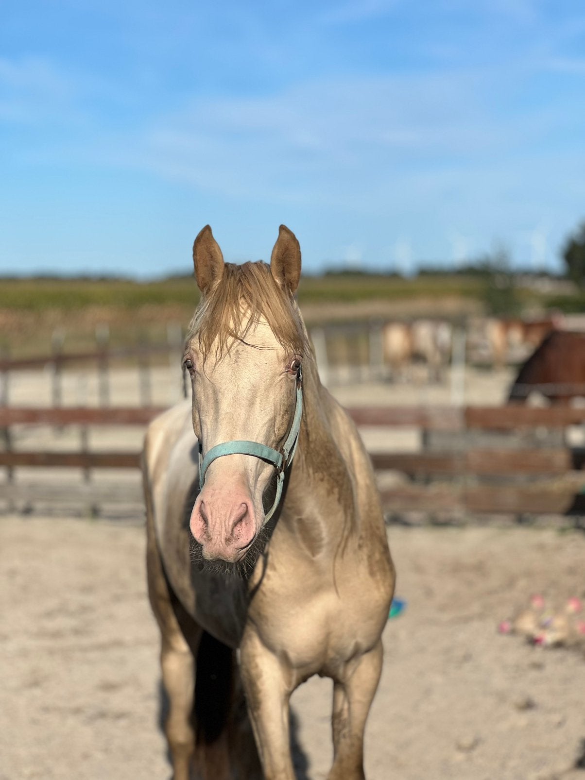 🐴 Zachtaardige PRE ruin zoekt een nieuw thuis, Dieren en Toebehoren, Paarden, Met stamboom, Ruin, Niet van toepassing, 3 tot 6 jaar