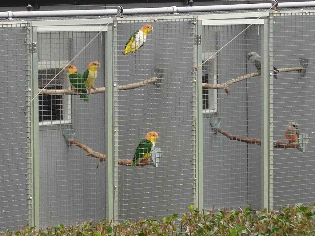 Geeldij-roestkopcaique / papegaai, Dieren en Toebehoren, Vrouwelijk, Papegaai, Geringd