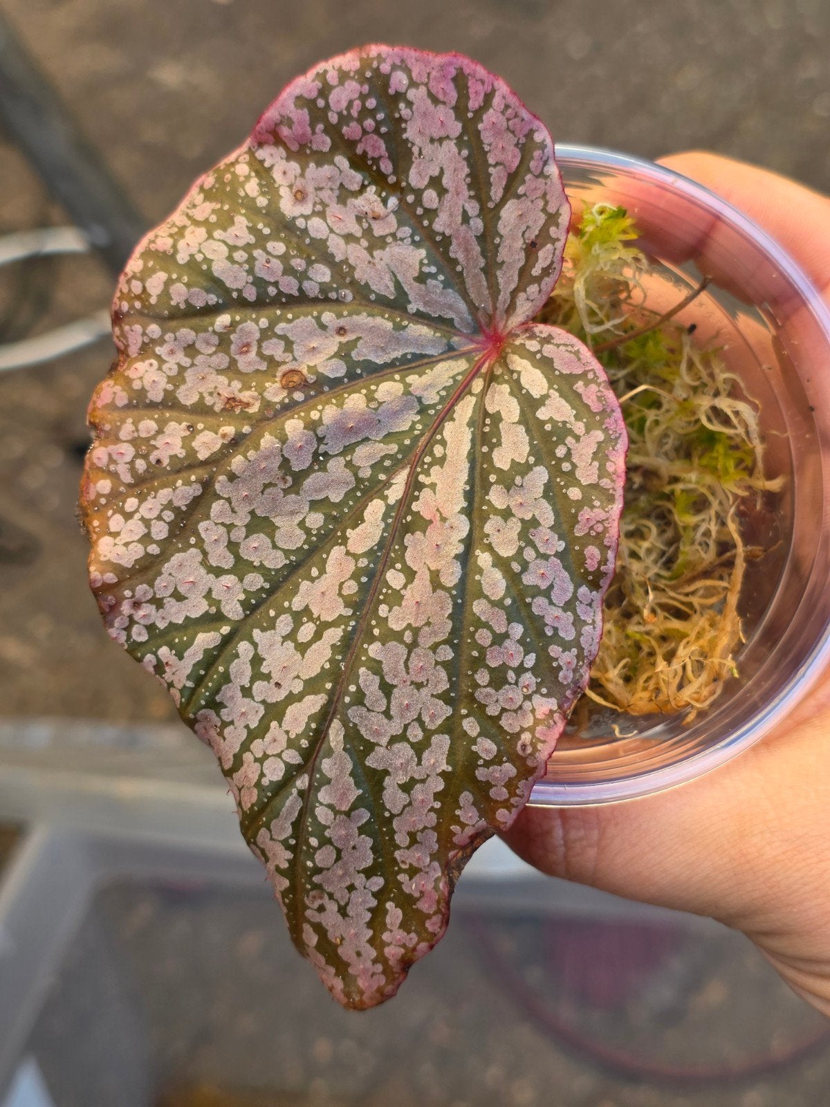 Begonia red berry pink stekken, Ophalen of Verzenden, Halfschaduw, Minder dan 100 cm